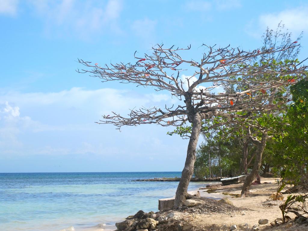 Coral View Beach Resort Utila Εξωτερικό φωτογραφία
